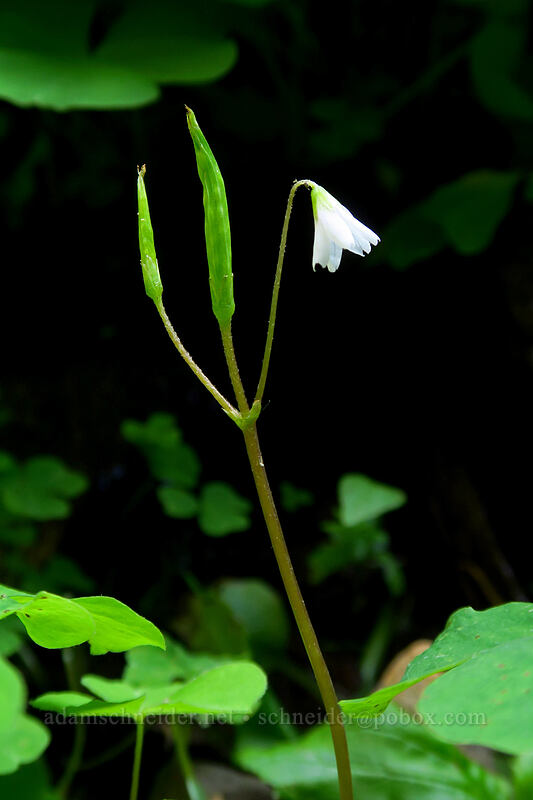 three-leaf wood sorrel (Oxalis trilliifolia) [Larch Mountain Trail, Mt. Hood National Forest, Multnomah County, Oregon]