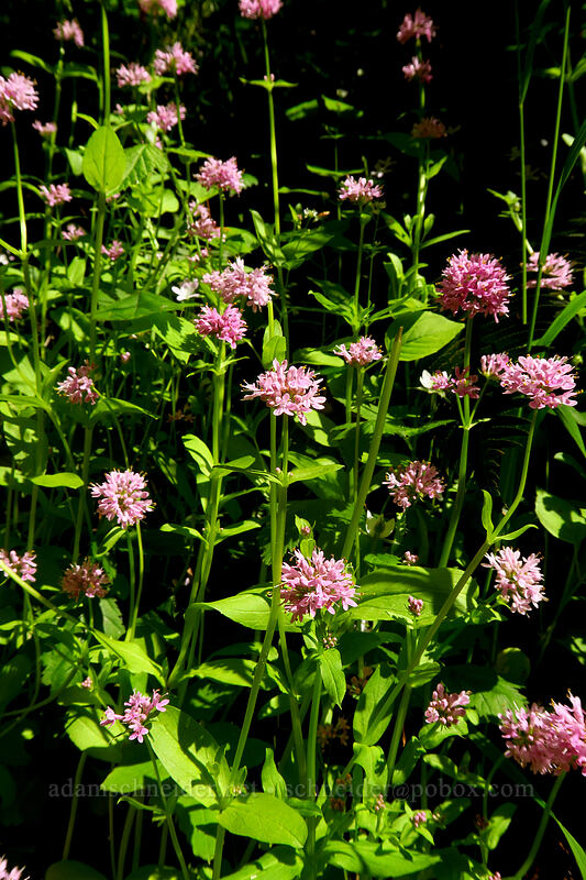 rosy plectritis (Plectritis congesta) [Larch Mountain Trail, Mt. Hood National Forest, Multnomah County, Oregon]