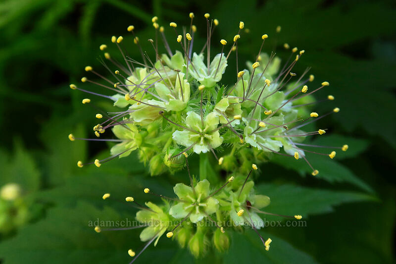 Pacific waterleaf (Hydrophyllum tenuipes) [Larch Mountain Trail, Mt. Hood National Forest, Multnomah County, Oregon]