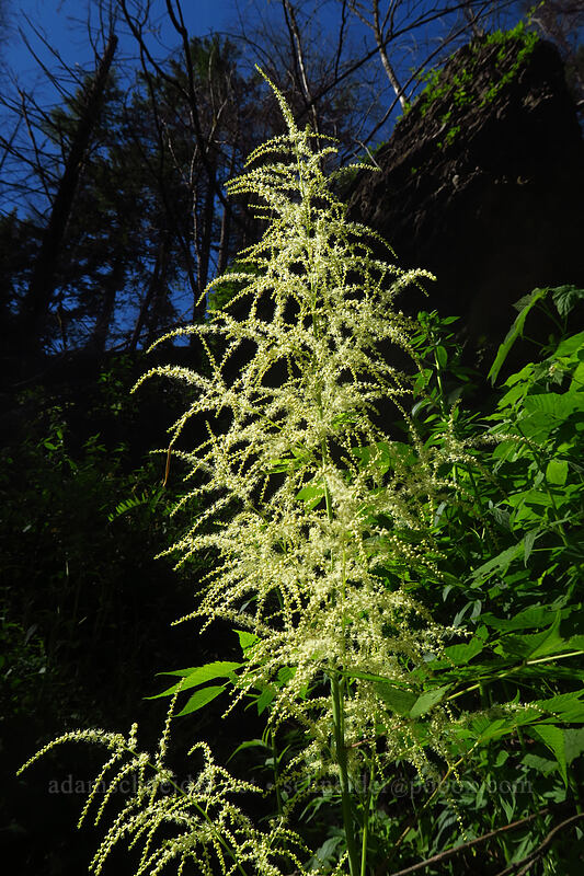 goat's-beard (Aruncus dioicus (Aruncus sylvester)) [Larch Mountain Trail, Mt. Hood National Forest, Multnomah County, Oregon]