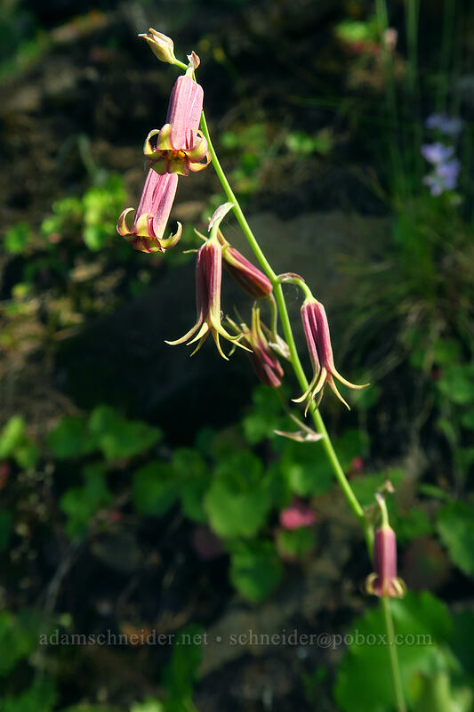 bronze bells (Anticlea occidentalis (Stenanthium occidentale)) [Multnomah Falls Trail, Mt. Hood National Forest, Multnomah County, Oregon]
