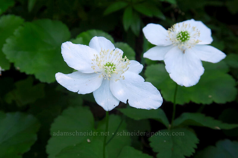 Columbia windflower (Anemone deltoidea (Anemonastrum deltoideum)) [Multnomah Falls Trail, Mt. Hood National Forest, Multnomah County, Oregon]