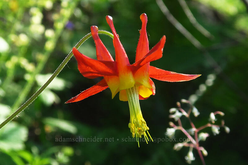 scarlet columbine (Aquilegia formosa) [Multnomah Falls Trail, Mt. Hood National Forest, Multnomah County, Oregon]