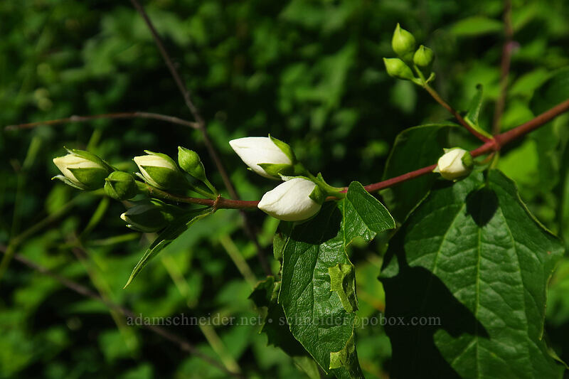 Lewis' mock-orange, budding (Philadelphus lewisii) [Multnomah Falls Trail, Mt. Hood National Forest, Multnomah County, Oregon]