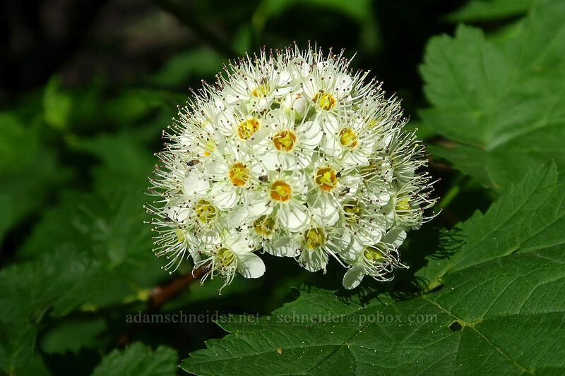 pacific nine-bark (Physocarpus capitatus) [Multnomah Falls Trail, Mt. Hood National Forest, Multnomah County, Oregon]