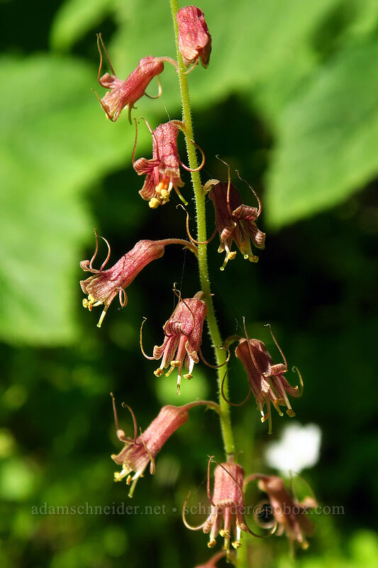 piggy-back plant (Tolmiea menziesii (Tiarella menziesii)) [Multnomah Falls Trail, Mt. Hood National Forest, Multnomah County, Oregon]