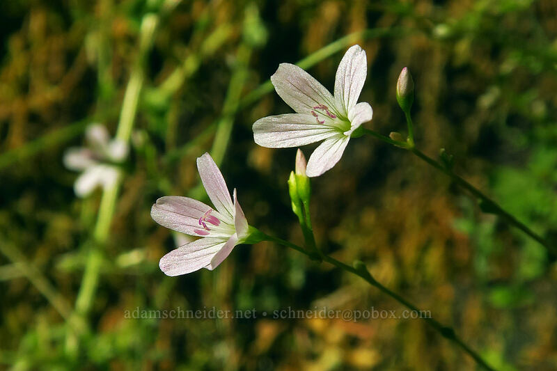 little-leaf spring-beauty (Montia parvifolia (Claytonia parvifolia)) [Multnomah Falls Trail, Mt. Hood National Forest, Multnomah County, Oregon]