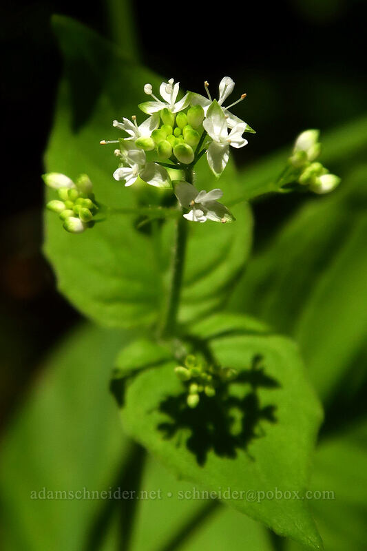 enchanter's nightshade (Circaea alpina ssp. pacifica) [Multnomah Falls Trail, Mt. Hood National Forest, Multnomah County, Oregon]