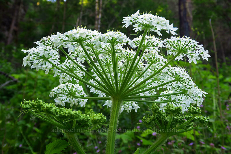 cow-parsnip (Heracleum maximum) [Multnomah Falls Trail, Mt. Hood National Forest, Multnomah County, Oregon]