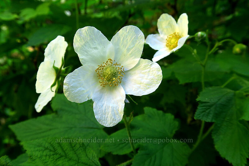 thimbleberry flowers (Rubus parviflorus) [Multnomah Falls Trail, Mt. Hood National Forest, Multnomah County, Oregon]