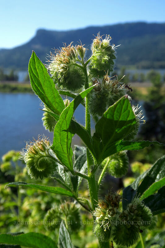 woodland phacelia (Phacelia nemoralis) [Wahkeena Return Trail, Mt. Hood National Forest, Multnomah County, Oregon]