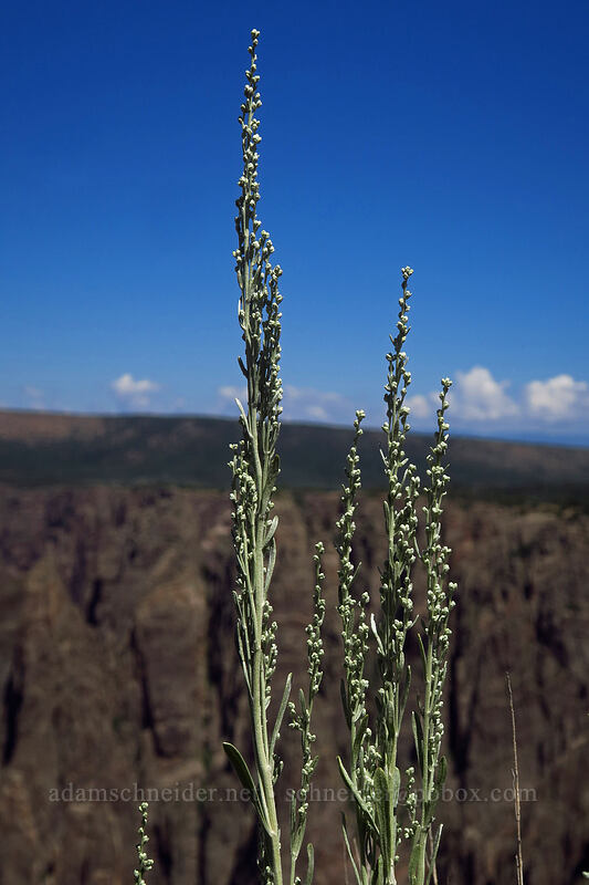 sagebrush, budding (Artemisia tridentata) [Gunnison Point, Black Canyon of the Gunnison National Park, Montrose County, Colorado]