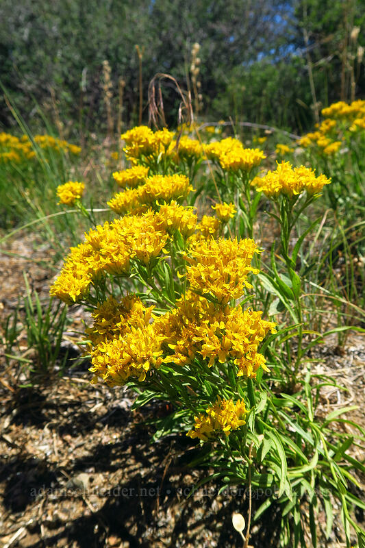 rock goldenrod (Petradoria pumila (Solidago petradoria)) [Cedar Point, Black Canyon of the Gunnison National Park, Montrose County, Colorado]