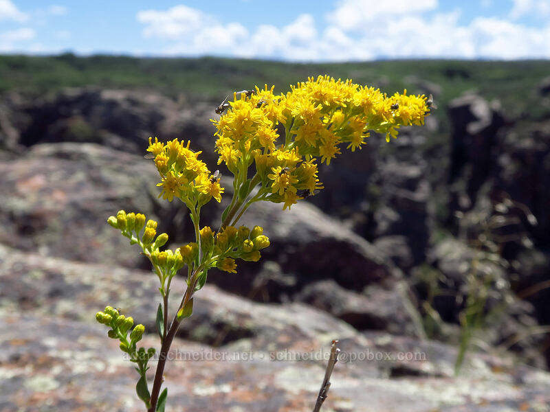goldenrod (Solidago velutina) [Cedar Point, Black Canyon of the Gunnison National Park, Montrose County, Colorado]