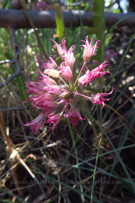 taper-tip onion, fading (Allium acuminatum) [Cedar Point, Black Canyon of the Gunnison National Park, Montrose County, Colorado]