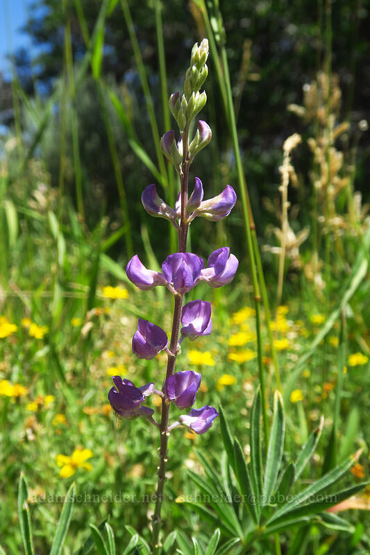 tailcup lupine (Lupinus caudatus) [Devil's Lookout Trail, Black Canyon of the Gunnison National Park, Montrose County, Colorado]
