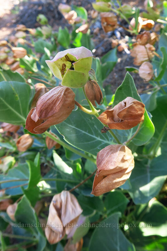 Colorado four-o'clock, going to seed (Mirabilis multiflora) [Red Canyon Overlook, Colorado National Monument, Mesa County, Colorado]