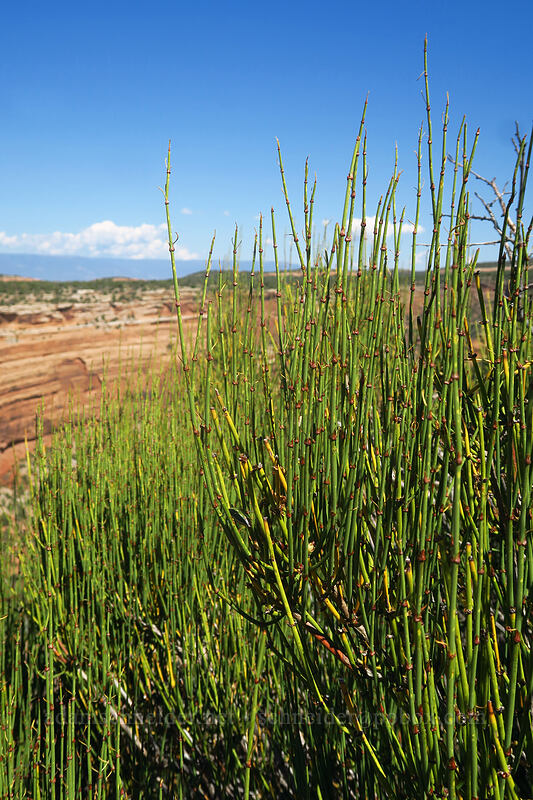 green joint-fir (Ephedra viridis) [Fallen Rock Overlook, Colorado National Monument, Mesa County, Colorado]