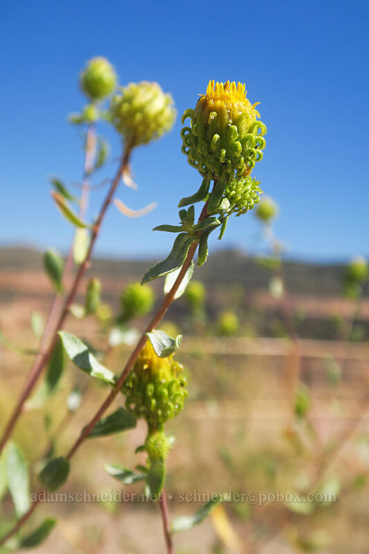 curly gumweed (Grindelia squarrosa) [Artist's Point, Colorado National Monument, Mesa County, Colorado]