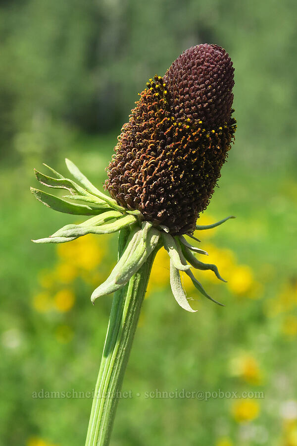 western coneflower (Rudbeckia occidentalis) [Kebler Pass Road, Gunnison National Forest, Gunnison County, Colorado]