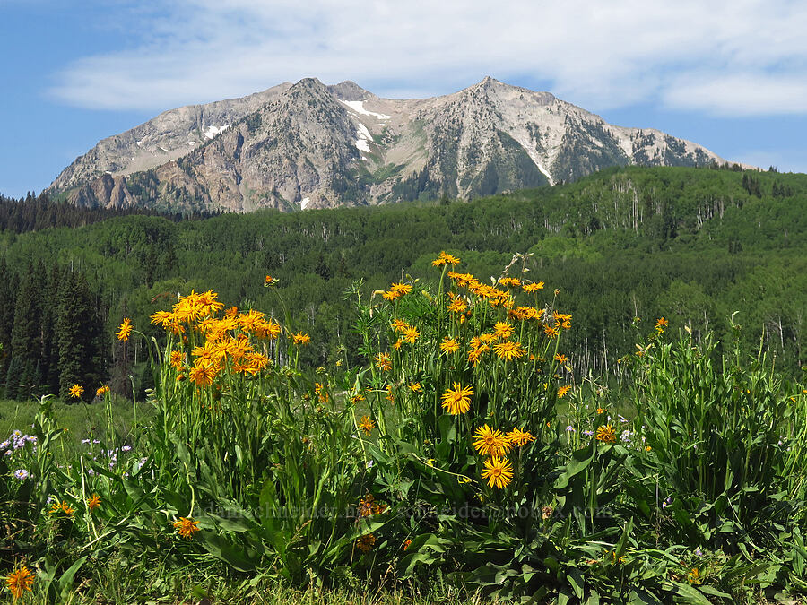 curly-head goldenweed & East Beckwith Mountain (Pyrrocoma crocea (Haplopappus croceus)) [Kebler Pass Road, Gunnison National Forest, Gunnison County, Colorado]
