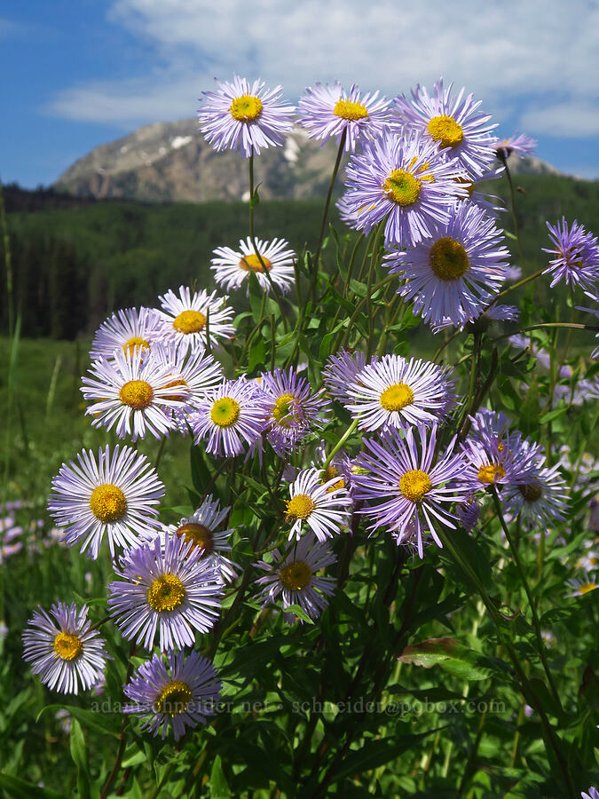 showy fleabane (Erigeron speciosus) [Kebler Pass Road, Gunnison National Forest, Gunnison County, Colorado]