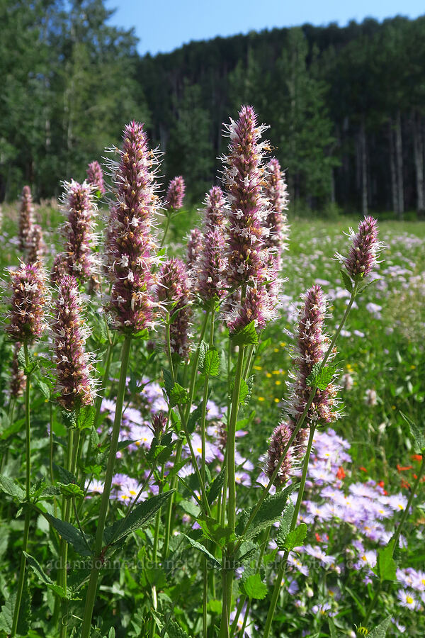 nettle-leaved horse-mint (Agastache urticifolia) [Kebler Pass Road, Gunnison National Forest, Gunnison County, Colorado]