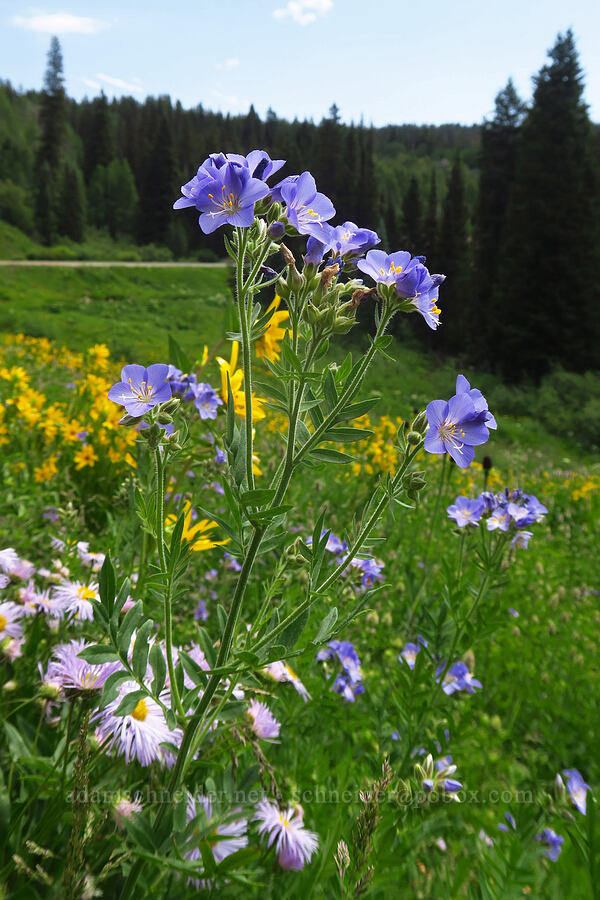 leafy Jacob's-ladder (Polemonium foliosissimum) [Kebler Pass Road, Gunnison National Forest, Gunnison County, Colorado]