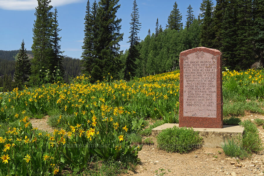 mule's ears at Irwin Cemetery (Wyethia amplexicaulis) [Kebler Pass, Gunnison National Forest, Gunnison County, Colorado]
