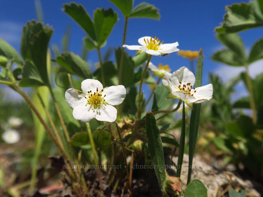 strawberry flowers (Fragaria virginiana) [Lake Irwin Road, Gunnison National Forest, Gunnison County, Colorado]