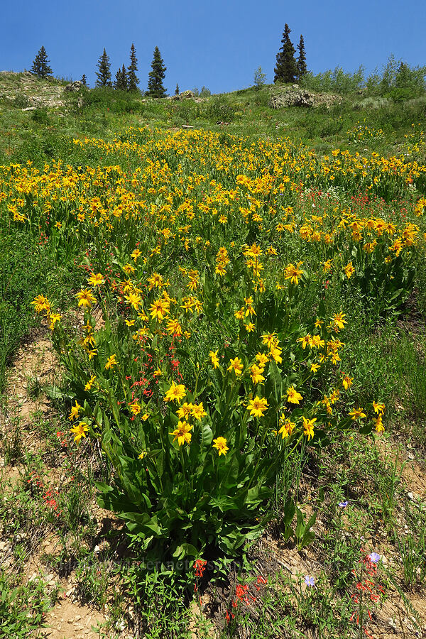 mule's-ears (Wyethia amplexicaulis) [Kebler Pass Road, Gunnison National Forest, Gunnison County, Colorado]