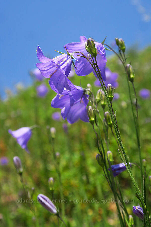 harebells (Campanula petiolata (Campanula rotundifolia)) [Kebler Pass Road, Gunnison National Forest, Gunnison County, Colorado]