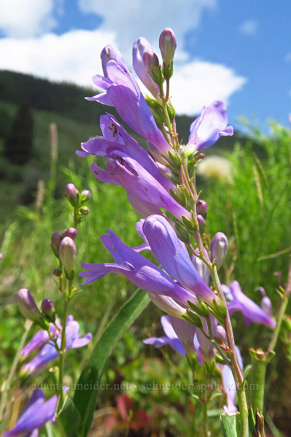 Rocky Mountain penstemon (Penstemon strictus) [Kebler Pass Road, Gunnison County, Colorado]
