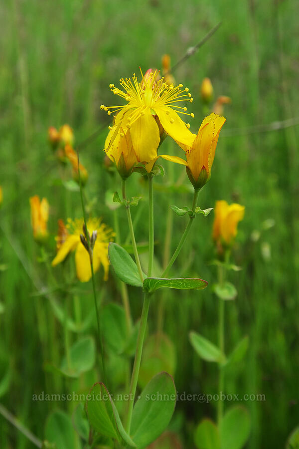 Scouler's St.-John's-wort (Hypericum scouleri) [Kebler Pass Road, Gunnison County, Colorado]