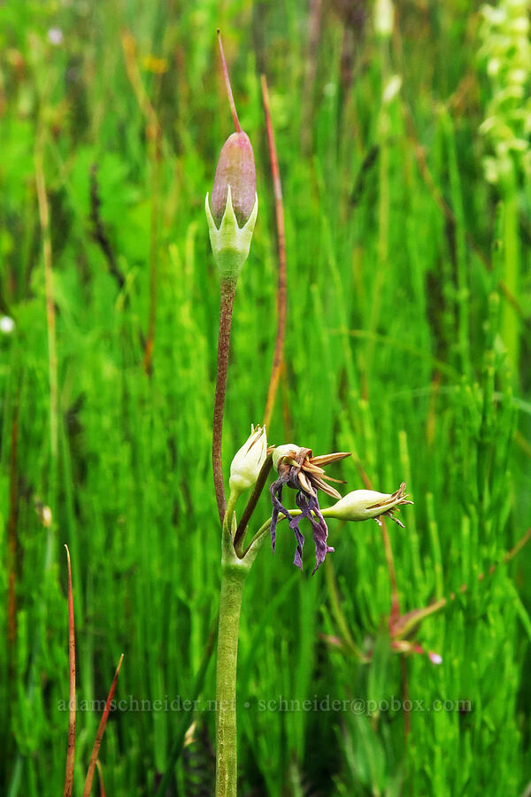 shooting star, going to seed (Dodecatheon pulchellum var. pulchellum (Primula pauciflora var. pauciflora)) [Kebler Pass Road, Gunnison County, Colorado]