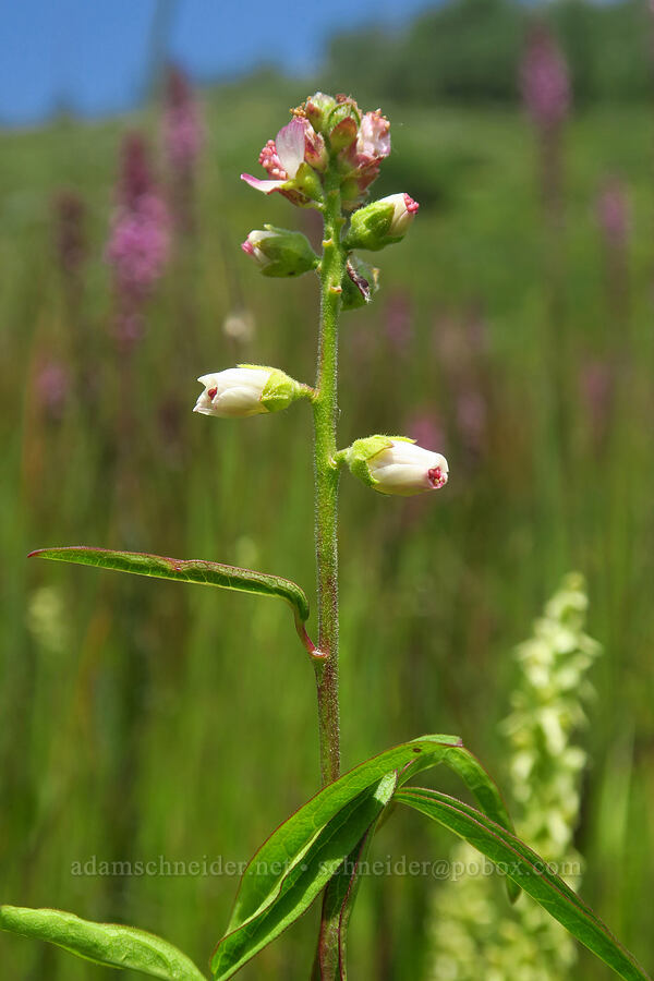 white checker-mallow (Sidalcea candida) [Kebler Pass Road, Gunnison County, Colorado]