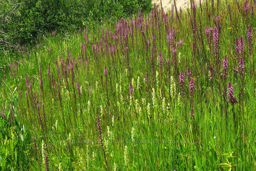 elephant's-head lousewort & bog orchids (Pedicularis groenlandica, Platanthera huronensis (Platanthera hyperborea var. huronensis)) [Kebler Pass Road, Gunnison County, Colorado]