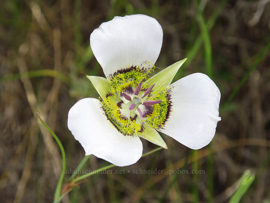 Gunnison's mariposa lily (Calochortus gunnisonii) [Kebler Pass Road, Crested Butte, Gunnison County, Colorado]