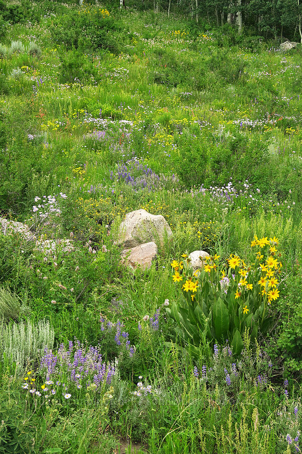 wildflowers (Wyethia amplexicaulis, Lupinus sp., Agastache urticifolia, Drymocallis sp. (Potentilla glandulosa), Linum lewisii (Linum perenne var. lewisii)) [Brush Creek Road, Gunnison National Forest, Gunnison County, Colorado]