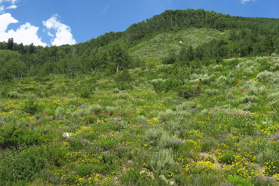 wildflowers (Agastache urticifolia, Eriogonum sp., Castilleja linariifolia, Lupinus argenteus, Artemisia tridentata, Erigeron speciosus) [Brush Creek Road, Gunnison National Forest, Gunnison County, Colorado]