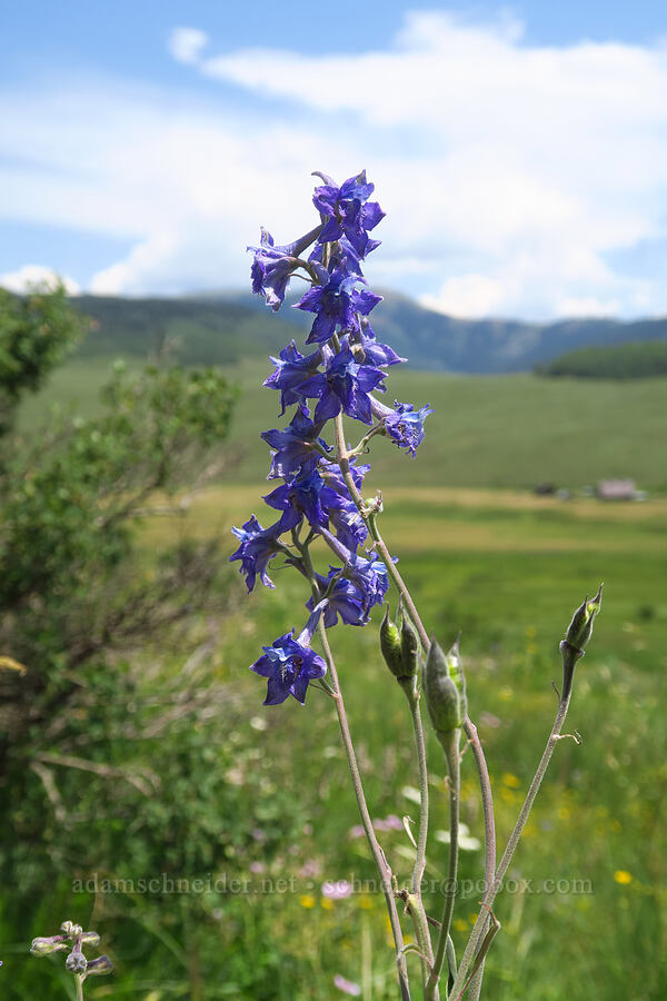 subalpine (Barbey's) larkspur (Delphinium barbeyi) [East River Trail, Gunnison County, Colorado]