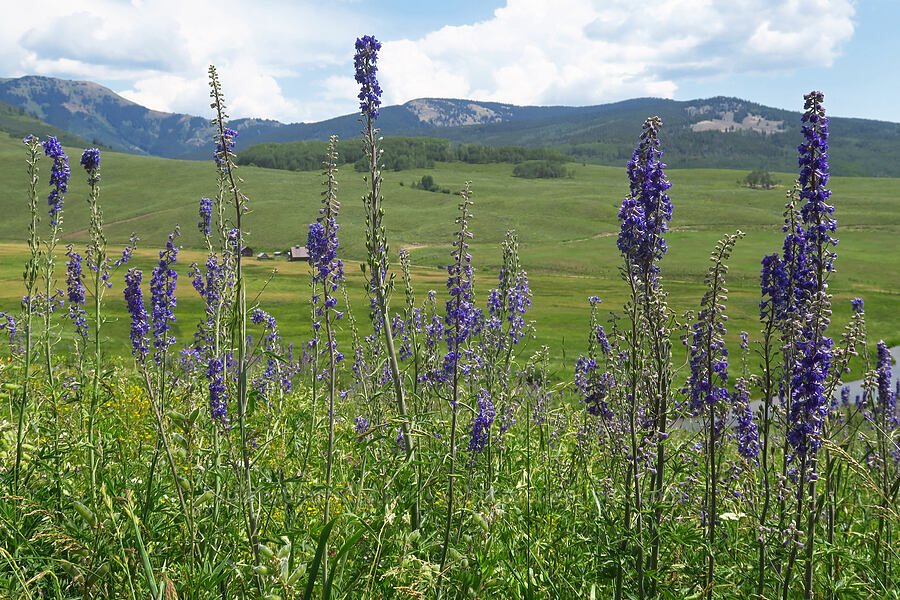 larkspur (Delphinium x occidentale (Delphinium barbeyi x Delphinium glaucum)) [East River Trail, Gunnison County, Colorado]