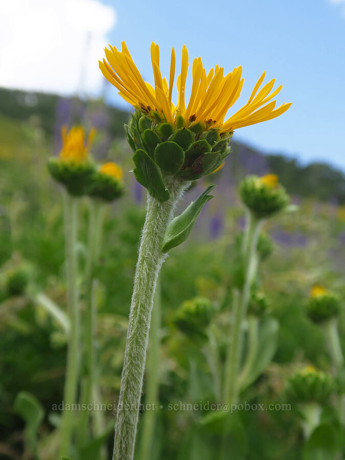 curly-head goldenweed (Pyrrocoma crocea (Haplopappus croceus)) [East River Trail, Gunnison County, Colorado]