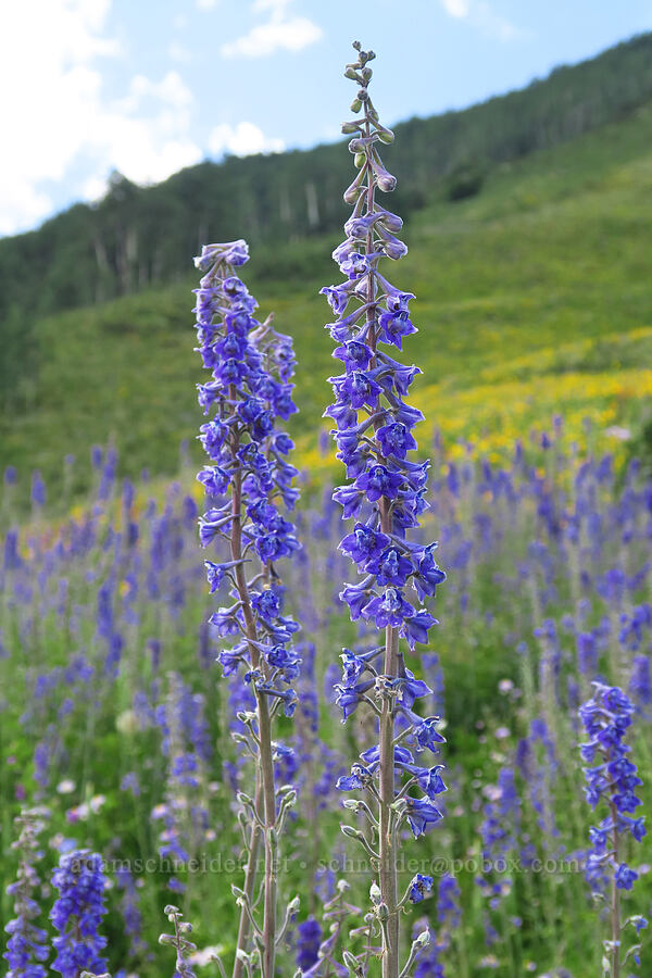 hybrid larkspur (Delphinium x occidentale (Delphinium barbeyi x Delphinium glaucum)) [East River Trail, Gunnison County, Colorado]