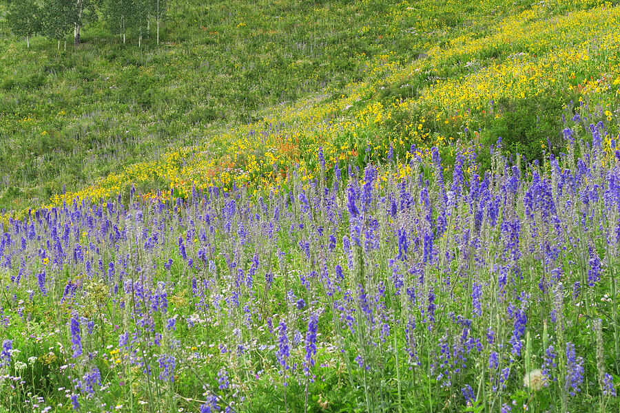hybrid larkspur, mule's-ears, & paintbrush (Wyethia amplexicaulis, Castilleja linariifolia, Delphinium x occidentale (Delphinium barbeyi x Delphinium glaucum)) [East River Trail, Gunnison County, Colorado]