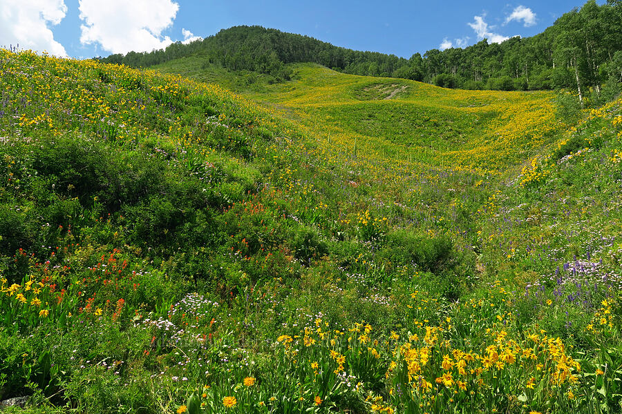 wildflowers (Wyethia amplexicaulis, Castilleja linariifolia, Erigeron speciosus, Delphinium x occidentale (Delphinium barbeyi x Delphinium glaucum)) [East River Trail, Gunnison County, Colorado]