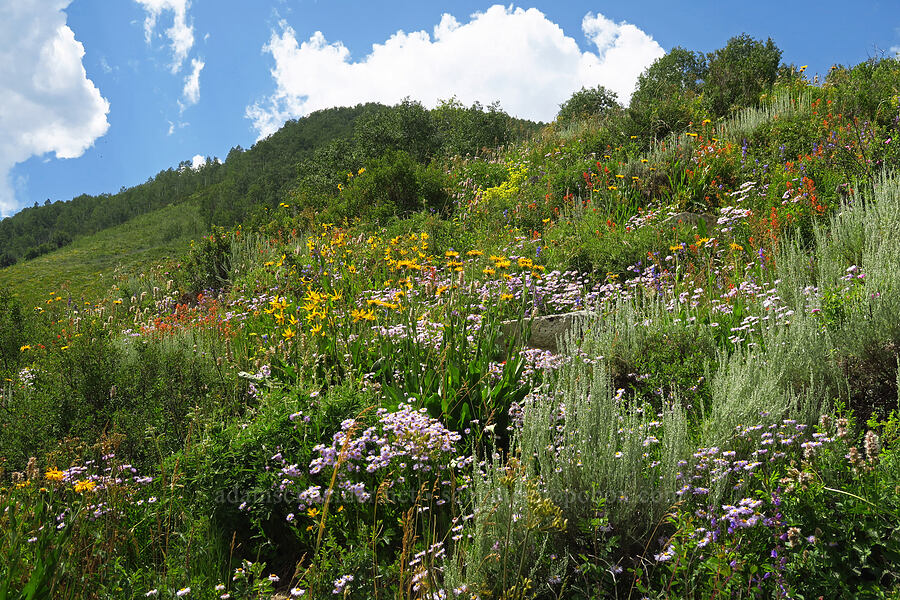 wildflowers (Erigeron speciosus, Artemisia tridentata, Wyethia amplexicaulis, Castilleja linariifolia, Agastache urticifolia, Eriogonum sp., Delphinium sp.) [East River Trail, Gunnison County, Colorado]