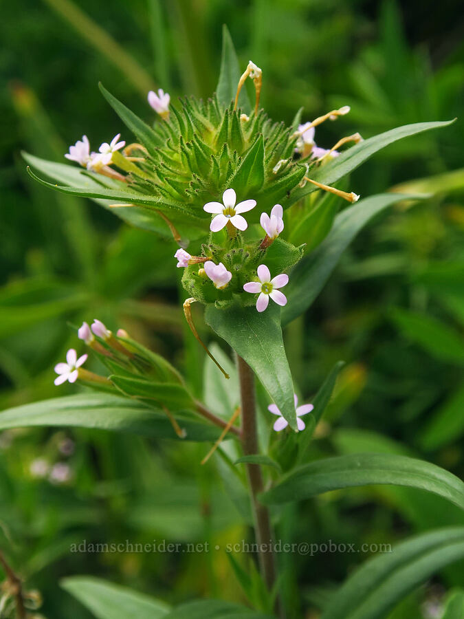 slender-leaf collomia (tiny trumpets) (Collomia linearis) [East River Trail, Gunnison County, Colorado]
