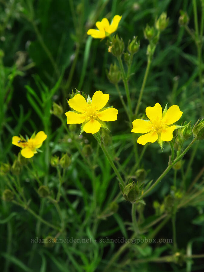 beautiful cinquefoil (Potentilla pulcherrima) [East River Trail, Gunnison County, Colorado]