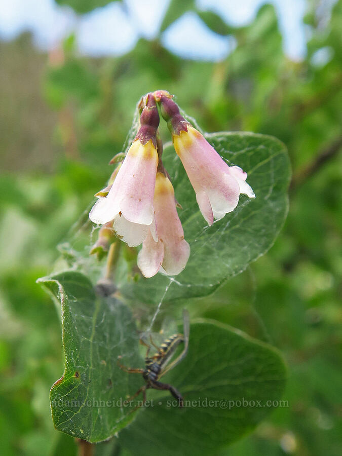 snowberry flowers (Symphoricarpos oreophilus (Symphoricarpos rotundifolius)) [East River Trail, Gunnison County, Colorado]